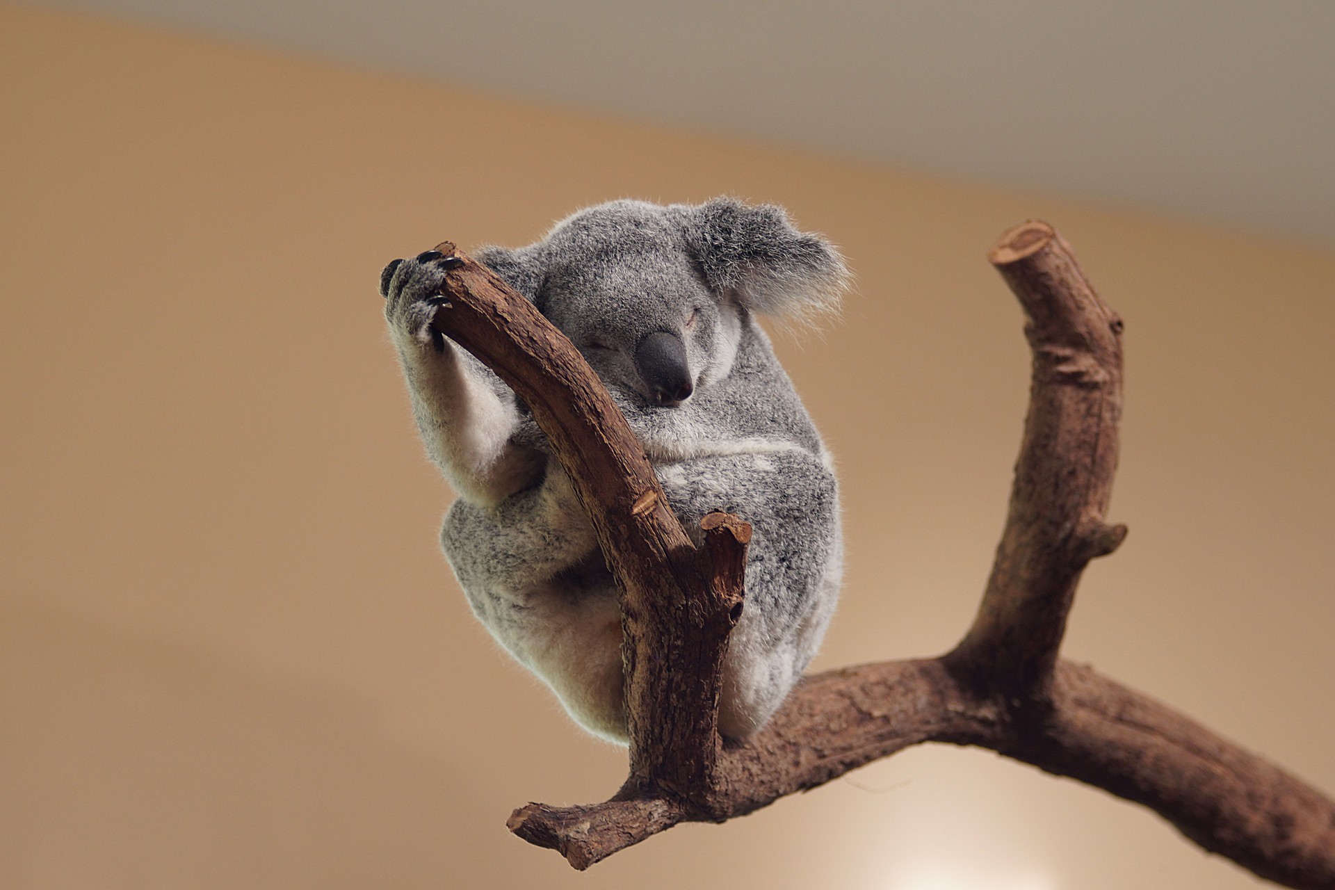 Student Visa Australia Student Visa Australia